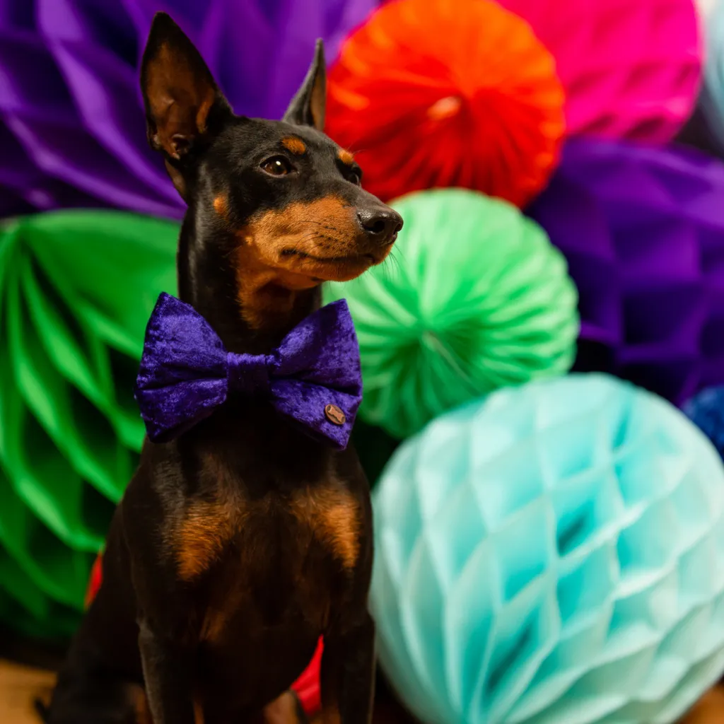 Purple Pomp Velvet Dog Bow Tie