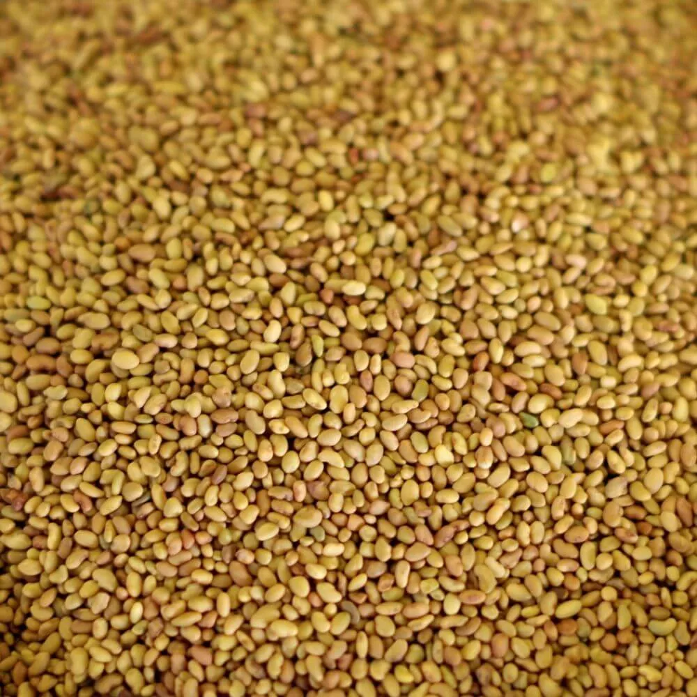 Rainy Day Foods Alfalfa Seed 25 lbs Bag - 3780 Servings